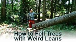 How I Cut Down Leaning Trees (Disclaimer: I am NOT a Professional)