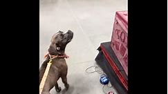 Funny dog tries to befriend scary Halloween decorations out on display at home improvement store