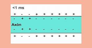 Impulso nervioso - Potencial de acción