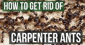 How to Get Rid of Carpenter Ants (4 Simple Steps)