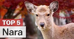 Top 5 Things to do in Nara | japan-guide.com