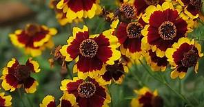 Coreopsis Flower Plant care | How to grow Coreopsis | Summer flowers