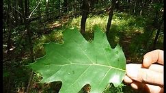 Tree Identification - Northeastern Hardwoods