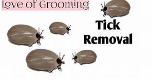How to Properly Remove A Tick