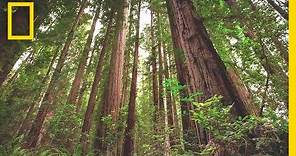 Experience the Magic of Redwood National Park | Short Film Showcase
