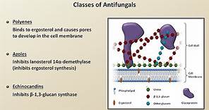 Antifungals (Fungal Infections - Lesson 4)