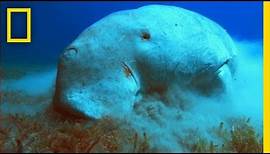 What in the World is a Dugong? | National Geographic