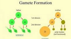 Gametes formation. Biology expert