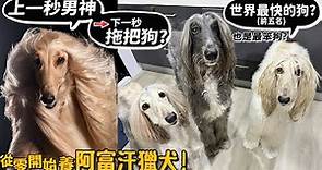 【從零開始養】阿富汗獵犬!狗界超模!上一秒男神下一秒拖把狗?全世界最笨的狗之一?富豪級寵物?隨便遛狗都像拍廣告?很難照顧?【許伯簡芝】