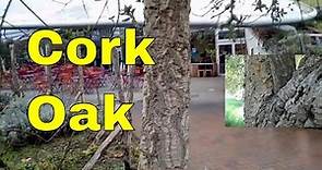Trees: Cork Oak - Quercus Suber - cork oak tree identification video UK