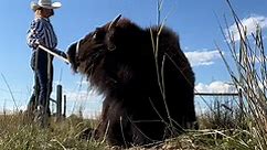 How we spay wild bison 🦬