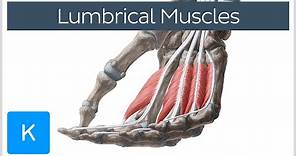 Lumbrical muscles of the Hand - Origin, Insertion & Function - Anatomy | Kenhub