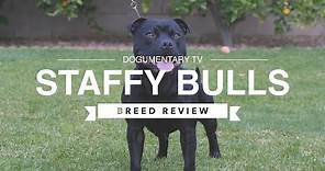 STAFFORDSHIRE BULL TERRIER BREED REVIEW