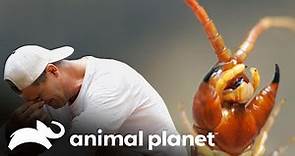 ¡Una escolopendra gigante muerde a Frank! | Wild Frank: En busca del dragón | Animal Planet
