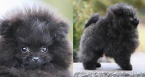 Picking up my NEW POMERANIAN PUPPY!! | Meet Treacle, my black Pomeranian