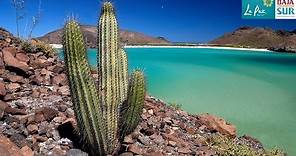 Baja California Sur - A journey through Mexico's "Desert Paradise"