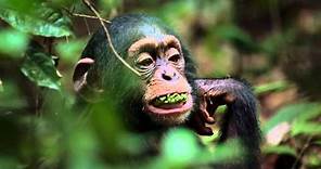 Chimpanzee Trailer - Featuring Jane Goodall