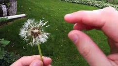 Seed Dispersal: The Amazing Ways Seeds Travel