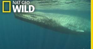 Blue Whales 101 | Nat Geo Wild