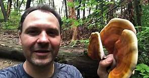 Wild Reishi Mushrooms | How to Preserve and Make Medicinal Reishi Mushroom Tea