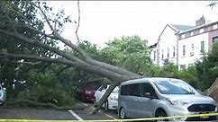 Isaias' powerful winds topple 2,000 trees in NYC