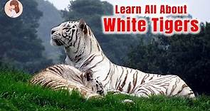 Facts About White Tiger