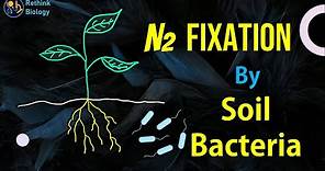 Nitrogen Fixation by Soil Bacteria
