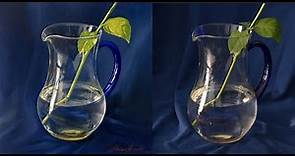 Come dipingere ad olio la trasparenza di un vaso di vetro