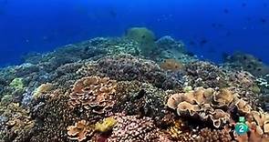 Grandes documentales - El planeta bajo el agua Arrecifes,