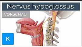 Nervus hypoglossus (Vorschau) - Anatomie des Menschen | Kenhub