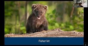 All about fishers: The secretive forest-dwelling mammal