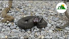 Cottonmouth vs. Water Snakes: How To Spot The Difference! (ft. Life's Wild Adventures)