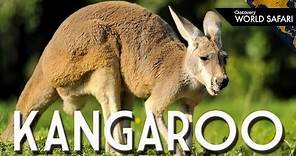 Kangaroos Can Jump 30 Feet High