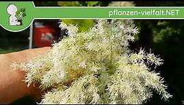 Manna-Esche - Blüte/Blüten/Blätter - 03.05.18 (Fraxinus ornus) - Bäume Bestimmung