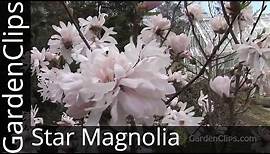 Star Magnolia - Magnolia stellata - How to grow Star Magnolia