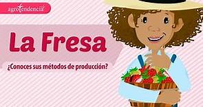 FRESA O FRUTILLA 🍓Se produce en todos los continentes del mundo - Agroclips
