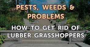 How to Get Rid of Lubber Grasshoppers
