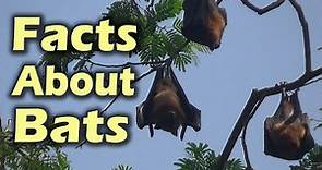 Interesting Facts about Fruit Bats | World's Biggest Flying Foxes