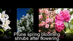 Pruning Shrubs - Learn About Pruning Tools, Cuts and Find Out When to Trim Bushes