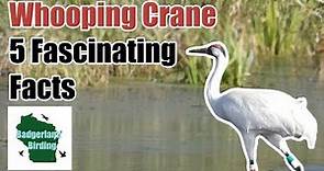 Whooping Crane: 5 Fascinating Facts