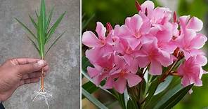 How To Grow Oleander Plant From Cuttings | In This Way Will Never Fail | @gardening4u11
