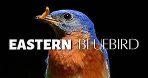 A Bird Once Almost GONE FOREVER! The Eastern Bluebird