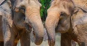Singapore Zoo - tickets, prices, discounts, hours, animals, shows, and map