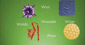 Difference among virus, virion, viroids, virusoids and prions