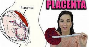 PLACENTA | todo lo que tienes que saber. Anatomía y funciones de la placenta