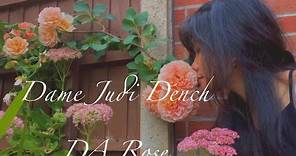 My Garden Diary | David Austin's Dame Judi Dench Rose