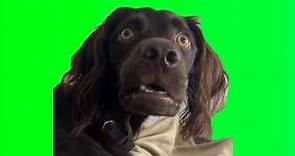 Confused Dog Meme Green Screen (4K Quality) Tiktok