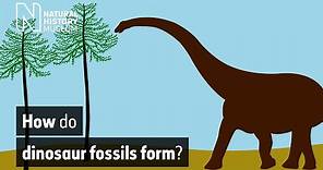 How do dinosaur fossils form? | Natural History Museum