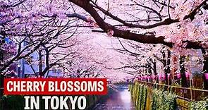 The Best Places to See Cherry Blossoms in Tokyo