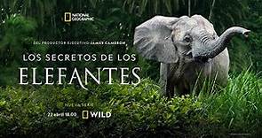 Trailer Los Secretos de los Elefantes. Estreno 22 de abril | NATIONAL GEOGRAPHIC ESPAÑA